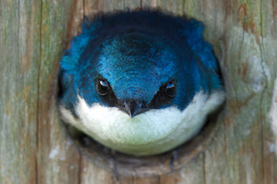 Tree Swallow Face